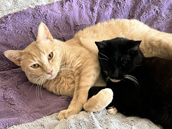Lavender bedspread background. Orange cat laying on its side with black and white cat laying in front of its stomach.