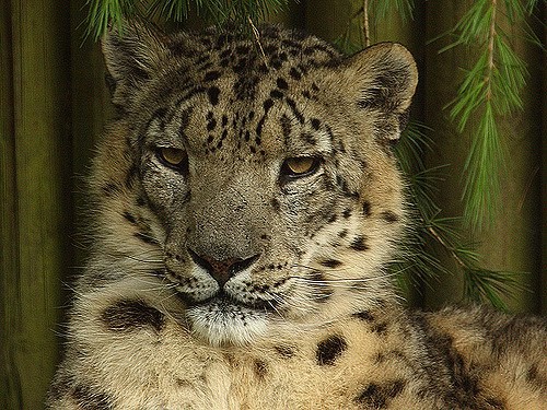 A picture of a snow leopard.