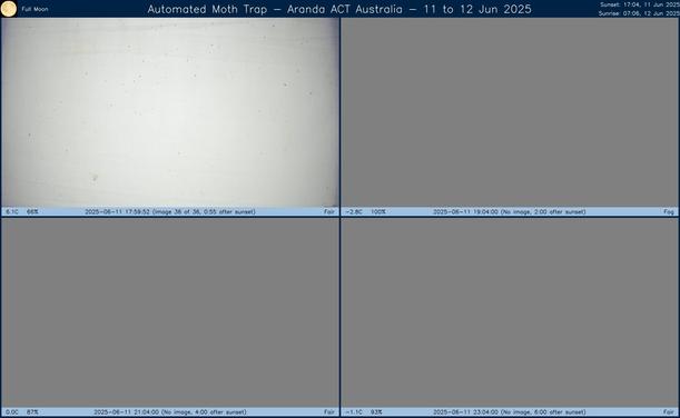 Collage showing insects attracted to light and automatically imaged 1 hour, 2 hours, 4 hours and 6 hours after sunset in Aranda, ACT, Australia on the night of 11 to 12 Jun 2025. The image includes four smaller images collected around the listed times. Each image shows a section of sheet with a variable number of insects attracted to UV and visible light. Number and variety depends on time of year and conditions during the given night. The image is also labeled with basic details of the associated weather and moon phase. For more explanation of the Automated Moth Trap project visit https://amt.hobern.net/ and https://www.flickr.com/photos/dhobern/albums/72177720322426621.