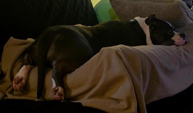 a brown and white American Bully dog laying on a dog bed with his feet splooted and hanging off the edge of the dog bed