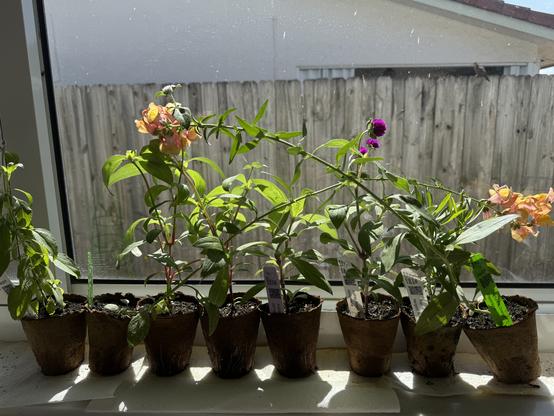 Small seedlings in card containers resting on the windowsill