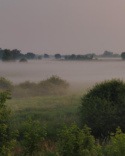 A misty morning landscape with layers of soft fog covering green fields and shrubs. In the distance, dark silhouettes of trees rise through the haze under a pale pinkish sky. The scene is calm and still, viewed from a slightly elevated vantage point