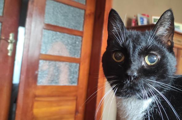 Kopf einer schwarzweißen Katze, die in die Kamera guckt, rechts im Bild 
Links im Hintergrund braune, leicht geöffnete alte Flügeltür mit Glasscheiben. Lehmwand