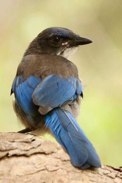 A brilliant blue bird with a black head and intelligent eyes.