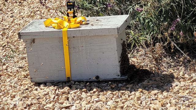 White box with bees on it on gravel