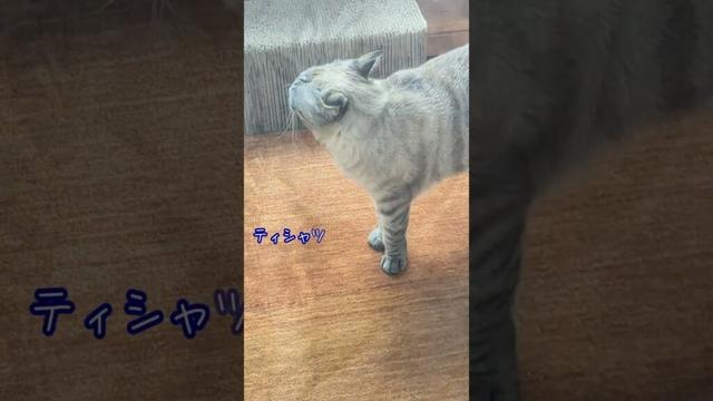 即席おくるみで我が家の平和奪還作戦！