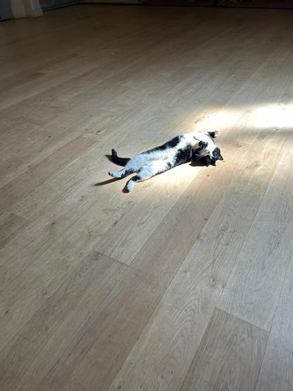 Black and white cat stretched out in a sunbeam