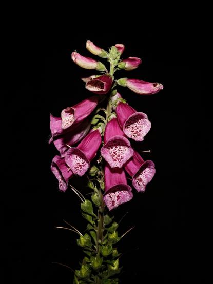 A photo of Digitalis flowers taken at night with a flash.