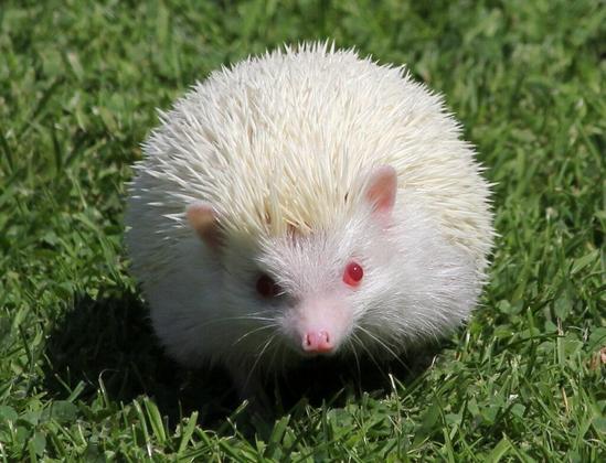 hérisson albinos dans l'herbe