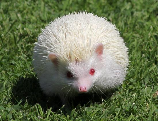 hérisson albinos dans l'herbe