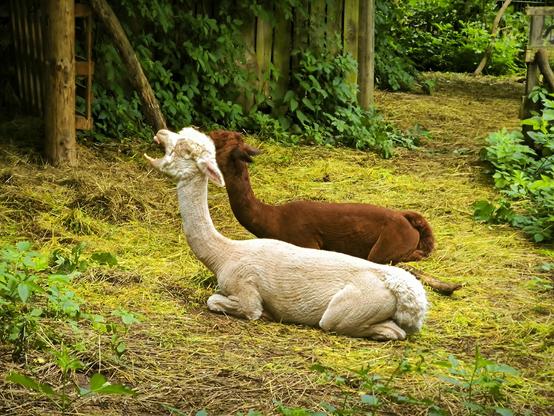 Zwei Alpakas liegen auf dem Boden (Erde und Gras). Vorne weiß, dahinter rötlich braun. 

Das vordere Alpaka hat sein Maul aufgerissen und scheint zu gähnen.