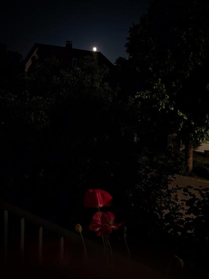 Ein roter Mohn im Vordergrund, leicht vom Mondlicht erhellt, davor ein dunkler Garten und ein Haus mit dem hellen Vollmond knapp über dem Dachfirst.

A red poppy in the foreground, subtly lit by moonlight, with a dark garden and a house silhouetted against the bright full moon just above the rooftop.