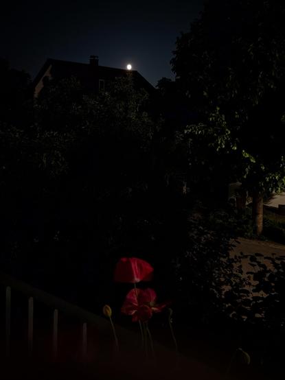 Ein roter Mohn im Vordergrund, leicht vom Mondlicht erhellt, davor ein dunkler Garten und ein Haus mit dem hellen Vollmond knapp über dem Dachfirst.

A red poppy in the foreground, subtly lit by moonlight, with a dark garden and a house silhouetted against the bright full moon just above the rooftop.