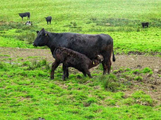 A black cow with a yellow tag in its right ear stands on a muddy patch of vibrant green grass, with a black calf suckling from her udder. In the background, three more black cows graze on the grassy hillside, and a white and black spotted cow is also visible on the left. It's raining.