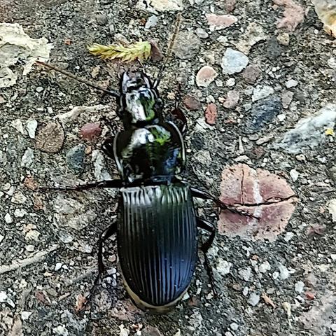 ein ziemlich großer schwarzer käfer auf straßenbelag, von oben. kopf und halsschild glänzen stark, die deckflügel sind etwas matter und in sehr gleichmäßigem abstand längsgerillt. am hinteren ende halbkreisig abgerundet, sind sie am vorderen ende, dem übergang zum halsschild dagegen völlig gerade. sie haben also die form eines großen U und erinnern mich an einen kleinen hartschalen-koffer. der halsschild ist rundlich, nur wenig schmaler als die deckflügel und hat seitlich einen dünnen hochgebogenen rand, in dem sich hier das licht fängt. der kopf ist etwa halb so breit wie der halsschild und annähernd quadratisch, plus die beeindruckenden zangenartigen mundwerkzeuge