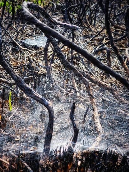 A stark, close-up image of a forest floor in the aftermath of a wildfire. Dark, charred, and gnarled branches and twigs, some still standing like skeletal remains, are covered in a fine layer of grey ash and delicate, almost ghostly spiderwebs. In the bottom left, a single vibrant green shoot emerges from the blackened ground, symbolising resilience amidst destruction. The scene conveys both devastation and the fragile promise of new life.