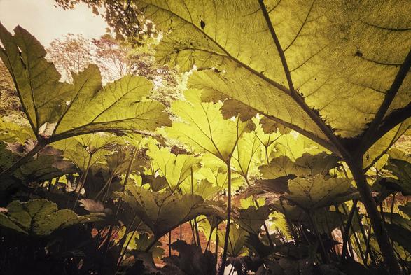 A low-angle shot looking up through a dense canopy of large, textured green leaves, possibly giant rhubarb or gunnera. The leaves are backlit by a bright, diffused light, highlighting their veins and creating a vibrant, almost golden-green hue. Some tree branches are faintly visible through gaps in the foliage in the upper background. The overall tone is ethereal and slightly sepia-toned.