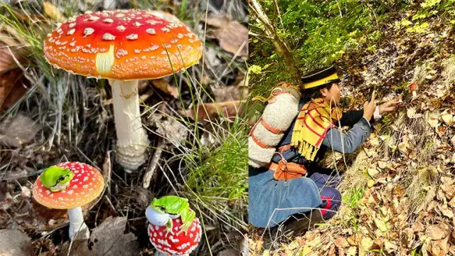 &quot;I finally found it!&quot; Photo of &quot;that mushroom&quot; finally found in Hokkaido after 14 years of searching gets 150,000 likes, &quot;It&#39;s like a fairy tale&quot; &quot;It&#39;s like something out of a picture book&quot;｜Domingo