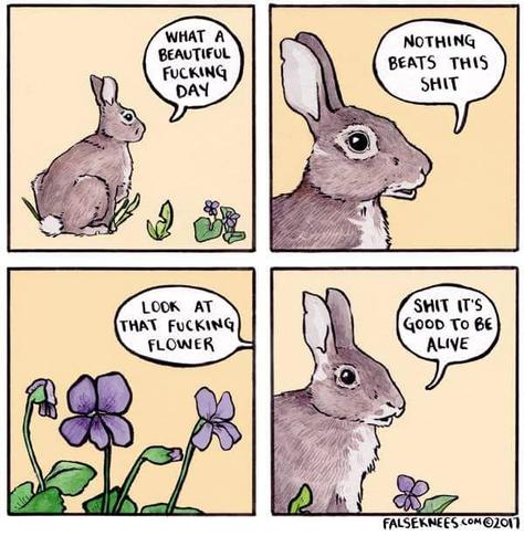 Bunny saying: what a beautiful fucking day nothing beats this shit look at that fucking flower shit it's good to be alive