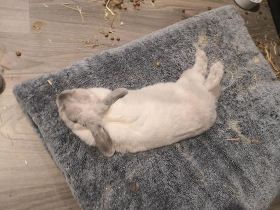 A small, light grey rabbit lying on a cushion. She has floppy, darker grey ears and her feet stick out to one side