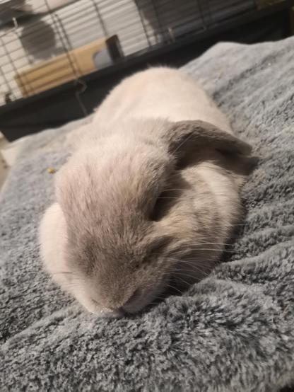 A front view of the rabbit