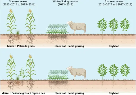 Figure 7 in Nuruddin Khoiri et al. (2025): "Field experimental design and timeline. Schematic diagram of the field experimental design, illustrating intercropping systems, lamb grazing, and crop rotation over five consecutive growing seasons"