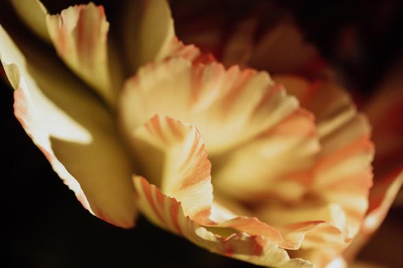 Macro photo of the petals of an unusual carnation flower in yellow and orange. The image is high contrast, sunlight shining on the flower