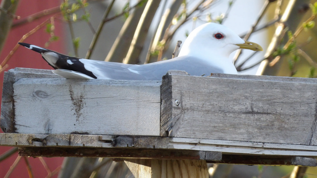 A common gull on a nest on a nesting platform.