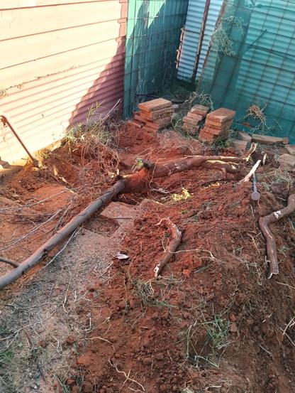 A tree with roots out of the ground