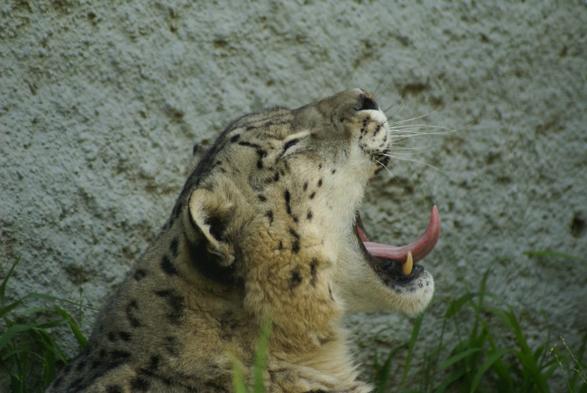 A picture of a snow leopard.