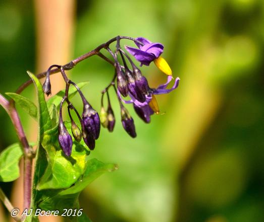 Solanum dulcamara has been valued by herbalists since ancient Greek times. In the Middle Ages the plant was thought to be effective against witchcraft, and was sometimes hung around the neck of cattle to protect them from the "evil eye" It has been suggested that the plant was used both medicinally and to induce altered states of mind in Anglo-Saxon England The monk and scholar Aldhelm of Malmesbury (c. 639-709) included a riddle about this plant in his Epistola ad Acircium, describing its effects as inflicting a "touch of insanity" upon the user, leaving them "mad with dizziness." An eleventh-century herbarium also records the name "madness-berry" for this plant (wedeberge)