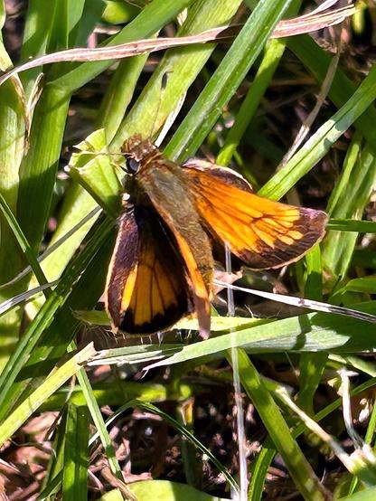 Closeup of a little butterfly perched on the grass. It has a brown body and orange wings edged in brown, with forewing and hindwing held at different angles in typical skipper "x-wing" fashion.