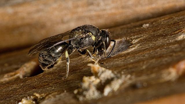 Maskerbij onbekend / Hylaeus spec