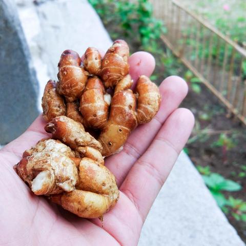 Zenzero e cancro, Università di Osaka: affama le cellule tumorali