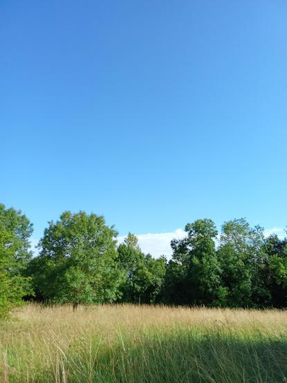 Grass, trees and blue sky...