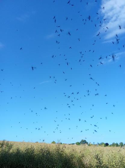 A clouds of little black bugs against the very blue sky...