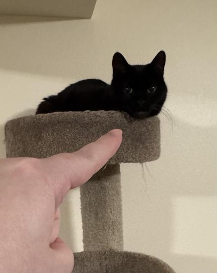 A hand pointing at a black cat sitting in a cat tree