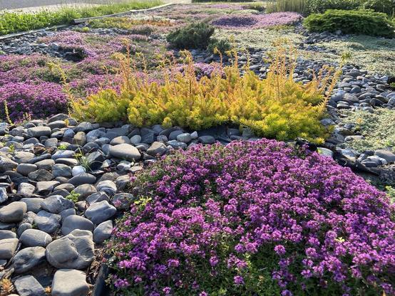 Looking across my rock garden, with islands of colors amongst seas of rocks. Closest to us is a big patch of bright purple creeping thyme. Behind it is some yellow green sedum with tall orange yellow flowers. Behind that are other patches of white and green and purple and orange.