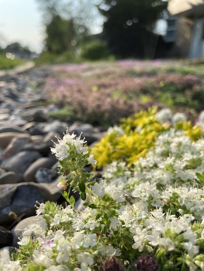 Ground level view in my rock garden, with some white creeping thyme flowers, then some yellow sedum flowers, then purple creeping thyme
