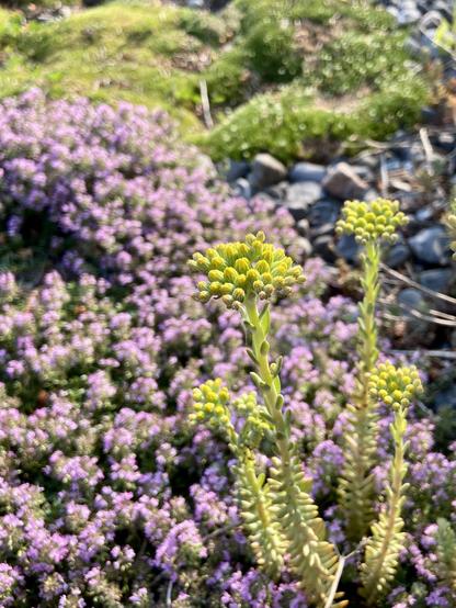 A patch of purple creeping thyme with some tall yellow green sedum flowers that have popped up into it from the neighboring plant.
