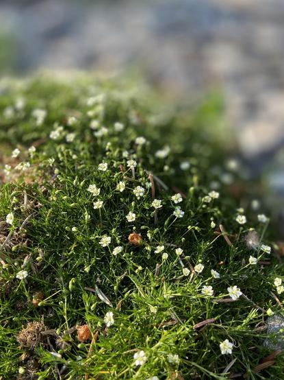 Close up of a mound of birdeye pearlwort. It's a dark green low plant that looks like moss, dotted with tiny delicate white flowers.