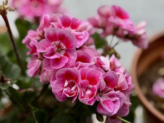 A pink flower plant, probably a geranium.