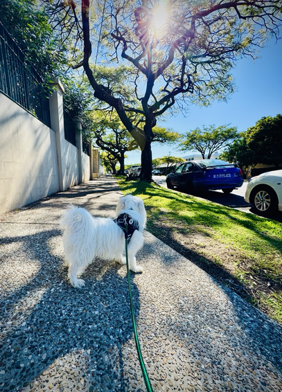 Rocket looks toward the walk ahead of him located in a Brisbane suburb. It is a sunny blue sky morning in early winter. The temperate is about 14 degrees C. Rocket is walking nakey this morning, with no jacket.