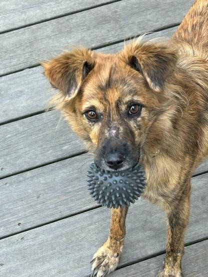 Alvin ist ein braunmelierter Hund mit stockhaarig-fransigem Fell und dunkelbraunen Augen.
Auf dem Bild hat er einen schwarzen Ball mit Igelnoppen im Maul und schaut genau in die Kamera. Seine auf halbe Höhe abknickenden Ohren sind nach vorn gerichtet.
Er ist etwas von oben herab fotografiert und man sieht nur seine vordere Hälfte auf einer grauen Holzterrasse stehen.
