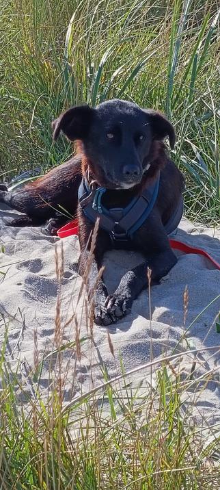 Die dunkle Hündin Sally liegt auf einem Sandhügel zwischen Strandhafer und schaut verträumt in die Ferne.
Ihr dunkelbraunes, kurzes Fell schimmert leicht rötlich in der Sonne und man erkennt einen weißen Fleck an ihrem Hals.
Ihre Ohren hängen etwas zur Seite, aber es wirkt so, als können sie sie auch komplett aufstellen.
Sally trägt offenbar ein Halsband - man erkennt noch den Verschluss - und ein dunkles Geschirr an dem eine rote Schleppleine befestigt ist, auf der sie zum Teil liegt.