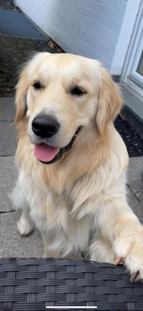 Jonny ist ein waschechter, hellblonder Golden Retriever.
Er sitzt auf dem Bild vor einer Hauswand und schaut mit halb geöffnetem Maul am Betrachter vorbei in die Ferne.
Seine Augen sind relativ tief liegend, so dass man deren Farbe kaum erahnen kann. Irgendetwas dunkles in jedem Fall.
Die dunkle Nase sticht in seinem hellen Gesicht besonders hervor.