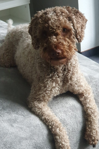 Sóla liegt auf einem grauen Sofa, die Vorderpfoten über dessen Kante hängend.
Sie hat ein Fell in typischer Pudelstruktur, das am Rumpf hellbraun, fast beige ist, am gesamten Kopf und insbesondere rund um die Nase etwas dunkler.

Sóla mag alles mögliche nicht. Sellerie, alles was entfernt wie Kohl schmeckt und auch beim Obst bleibt sie am liebsten bei Apfel, Birne und Melone.