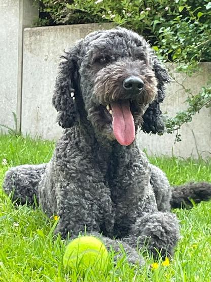 Die graue Pudeldame Emma liegt im Gras vor einer Betonabgrenzung.
An ihrer rechten Pfote liegt ein Tennisball mit dem sie offenbar noch vor kurzem gespielt hat, so dass sie hecheln muss.