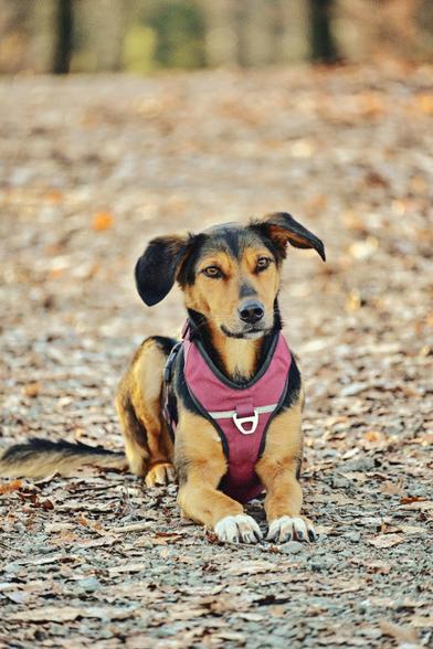 Yuna liegt mit einem weinroten Geschirr bekleidet auf einem herbstlich anmutenden Waldweg, der im Hintergrund unscharf verläuft.
Sie ist ein mittelgroßer Hund mit der typischen Schäferhundzeichnung: Oberseite des Körpers dunkelbraun, Gesicht, Beine und Unterseite lohfarben. Wobei sie an beiden Vorderpfoten weiße Zehen hat.