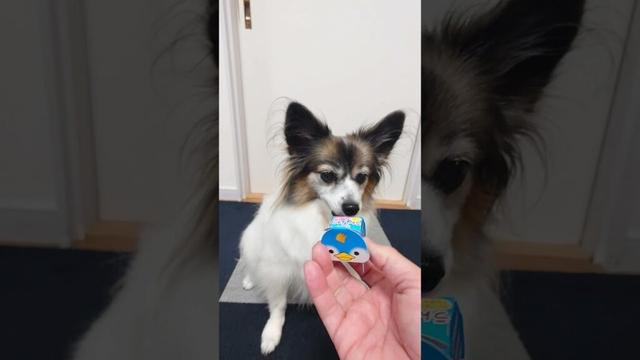 いつものおやつを箱に入れるだけで犬も楽しい #犬のおやつ #犬のいる生活 #パピヨン